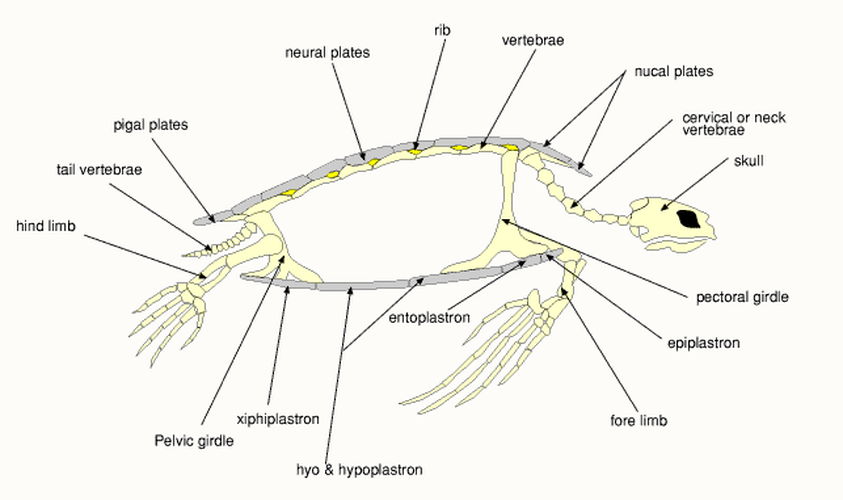 Turtle Anatomy Diagram