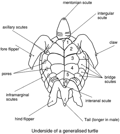 Sea Turtle Anatomy - ECOMAR