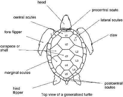 green sea turtle diagram
