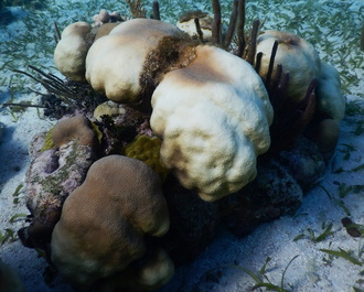 Healthy vs. Unhealthy Coral - ECOMAR