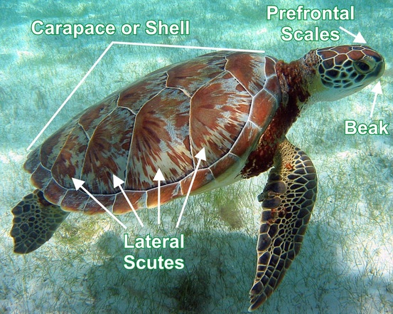 diagram of green sea turtle